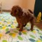 căței Toy Poodle