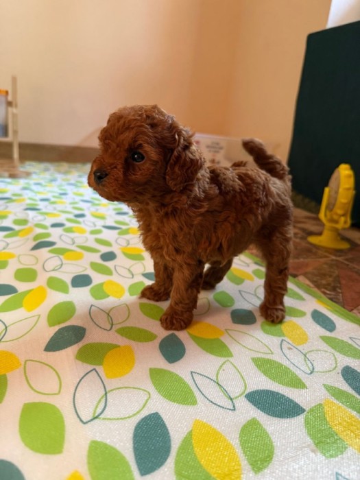 căței Toy Poodle