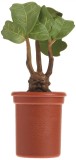 Figurina - Matraguna cu sunet - Harry Potter Screaming Mandrake | Running Press Mini Editions
