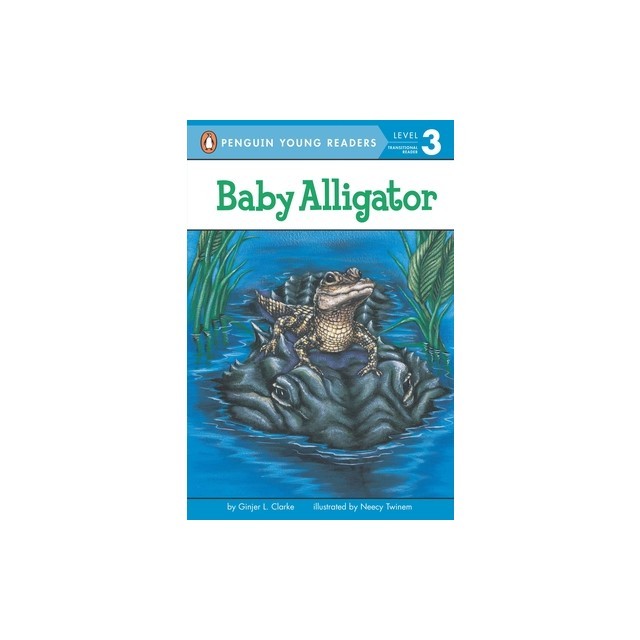 Baby Alligator