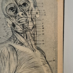 Carte veche 1939 Horia Dumitrescu Elemente de anatomie umana volum unu