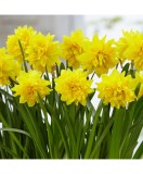 Cumpara ieftin Narcise Narcissus, Tete a Tete Deluxe, Galben, 12/14, 1 Bulb, Oem