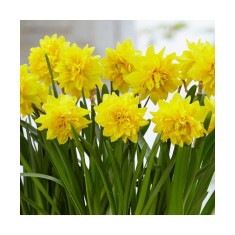 Narcise Narcissus, Tete a Tete Deluxe, Galben, 12/14, 1 Bulb