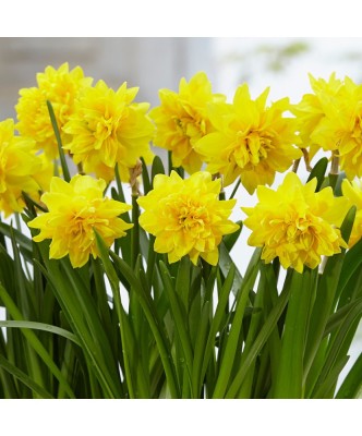 Narcise Narcissus, Tete a Tete Deluxe, Galben, 12/14, 1 Bulb foto