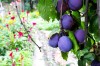 Țuică din prune producție proprie din zona Bacău