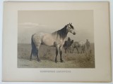 Emil Volkers (1831-1905) - Russisches landpferd
