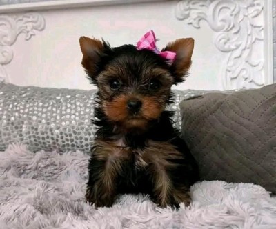 Yorkshire Terrier foto