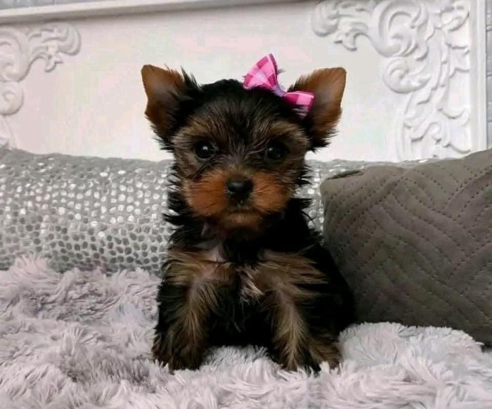 Yorkshire Terrier