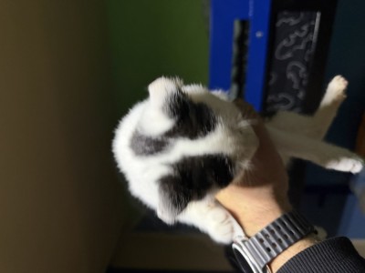 Motănel spre adoptie foto