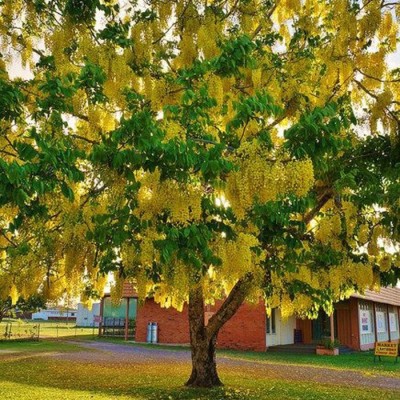 CASSIA FISTULA - salcamul PLOAIE DE AUR - 5 seminte pentru semanat foto