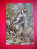 HOPCT 14864 STICLETE- CARDUELIS CARDUELIS - PASARI -FAUNA - -NECIRCULATA
