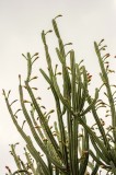Tablou Canvas, "Cactus &icirc;n zori de zi ploioasă", Verde, &Icirc;nalt, Cactus, Ramificat, Cer, Natură, Spini, 26 x 39 cm, CMCLASS