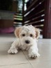 Bichon maltez baiat 8 saptamani, vaccinat si deparazitari efectuate