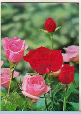 bnk cp Carte postala 3D - Trandafiri - Japonia - Wonder Co SSP-F 458 foto
