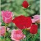 bnk cp Carte postala 3D - Trandafiri - Japonia - Wonder Co SSP-F 458