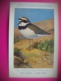 HOPCT 6284 CHRADRIUS DUBIUS CURONICUS -PASARI DE APA -FAUNA EUROPA-CP CHROMO LITHO -MUZEUL REGAL STIINTE NATURALE BELGIA-NECIRCULATA, Printata