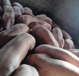 Porci de carne
