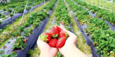 depozit sortat capsuni germania foto