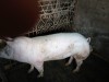 Porci Landrace cu Pietrain, ADVENTURE MENU