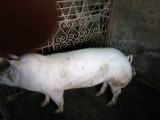 Porci Landrace cu Pietrain, ADVENTURE MENU