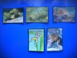 HOPCT LOT NR 28 / 5 CARTONASE - BROASTE/ REPTILE / FAUNA- ITALIA
