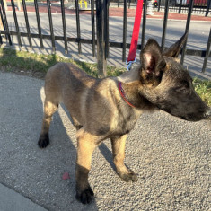 Ciobănesc Belgian Malinois