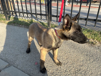 Pui ciobanesc belgian Malinois foto