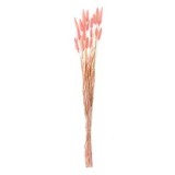 Ramuri decorative Coada Iepurelui, Roz, 60 cm, Buchet 25 buc, CMCLASS