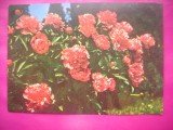 HOPCT 11474 BUJORI -CP FELICITARE FLORI- ROMANIA-NECIRCULATA