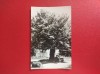 CARTE POSTALA - RSR - IASI - TEIUL LUI EMINESCU, Circulata, Fotografie