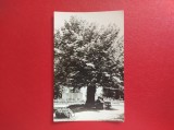 CARTE POSTALA - RSR - IASI - TEIUL LUI EMINESCU