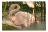 Tablou Canvas, "Flamingo vis&acirc;nd &icirc;ntre bambuși verzi", Roz, Flamingo, Apă, Bambus, Natură, Peisaj, Grație, Plante, Răgaz, Serenitate, 39 x 26 cm, CMCLA