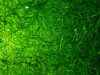Guppy Grass Plante Pentru Acvariu, Decoruri acvariu
