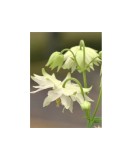 Radacini Aquilegia White Barlow Vulgaris, Caldarușe, I