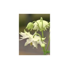 Radacini Aquilegia White Barlow Vulgaris, Caldarușe, I