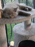Pui de pisică British Shorthair