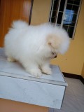 Pomeranian mini toy