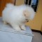 Pomeranian mini toy