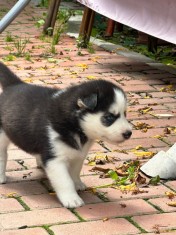Pui husky siberian foto