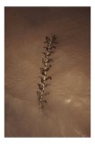 Tablou Canvas, "Frunza plutind pe suprafața apei", Nisip, Apă, Frunză, Textură, Natură, Calm, Efect, Arid, Minimalism, Linie., 26 x 39 cm, CMCLASS