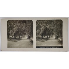 PUTBUS , GERMANIA , ALEI IN PARCUL CASTELULUI , FOTOGRAFIE STEREOSCOPICA , INCEPUTUL SEC. XX