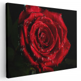 Tablou trandafir rosu cu roua, detaliu, rosu, negru 1624 Tablou canvas pe panza CU RAMA 70x100 cm