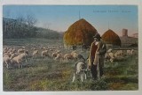 CIOBAN CU OILE LA CAMP , CARTE POSTALA , INTERBELICA