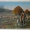 CIOBAN CU OILE LA CAMP , CARTE POSTALA , INTERBELICA