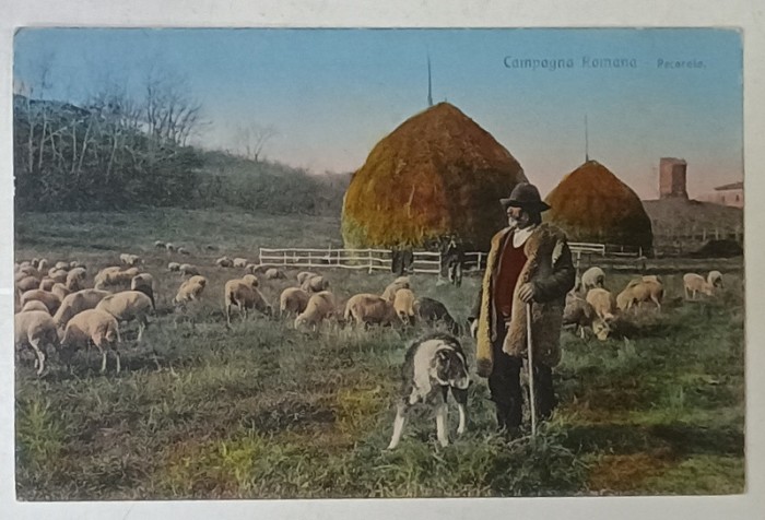 CIOBAN CU OILE LA CAMP , CARTE POSTALA , INTERBELICA
