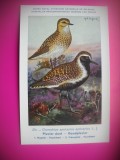 HOPCT 6287 CHARADRIUS APRICARIUS APRICARIUS -PASARI DE APA -FAUNA EUROPA-CP CHROMO LITHO -MUZEUL REGAL STIINTE NATURALE BELGIA-NECIRCULATA, Printata