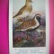 HOPCT 6287 CHARADRIUS APRICARIUS APRICARIUS -PASARI DE APA -FAUNA EUROPA-CP CHROMO LITHO -MUZEUL REGAL STIINTE NATURALE BELGIA-NECIRCULATA