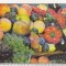 bnk cld Calendar de buzunar 1978 - Centrala pentru legume si fructe