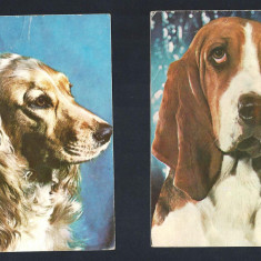 Carte postala caine 2 buc. vederi Cocker Spaniel Auriu / Bassert, necirculate