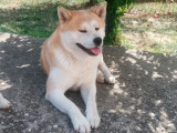 monta Akita Inu Japonez